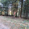 Piwniczna Zdrój-Kicarz-Jaworki
