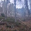 Przełęcz Krowiarki - Markowe Szczawiny - Babia Góra