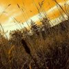 fot.Patryk Stanisz;"Obidza jesienią"