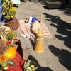 Owocobranie 2016